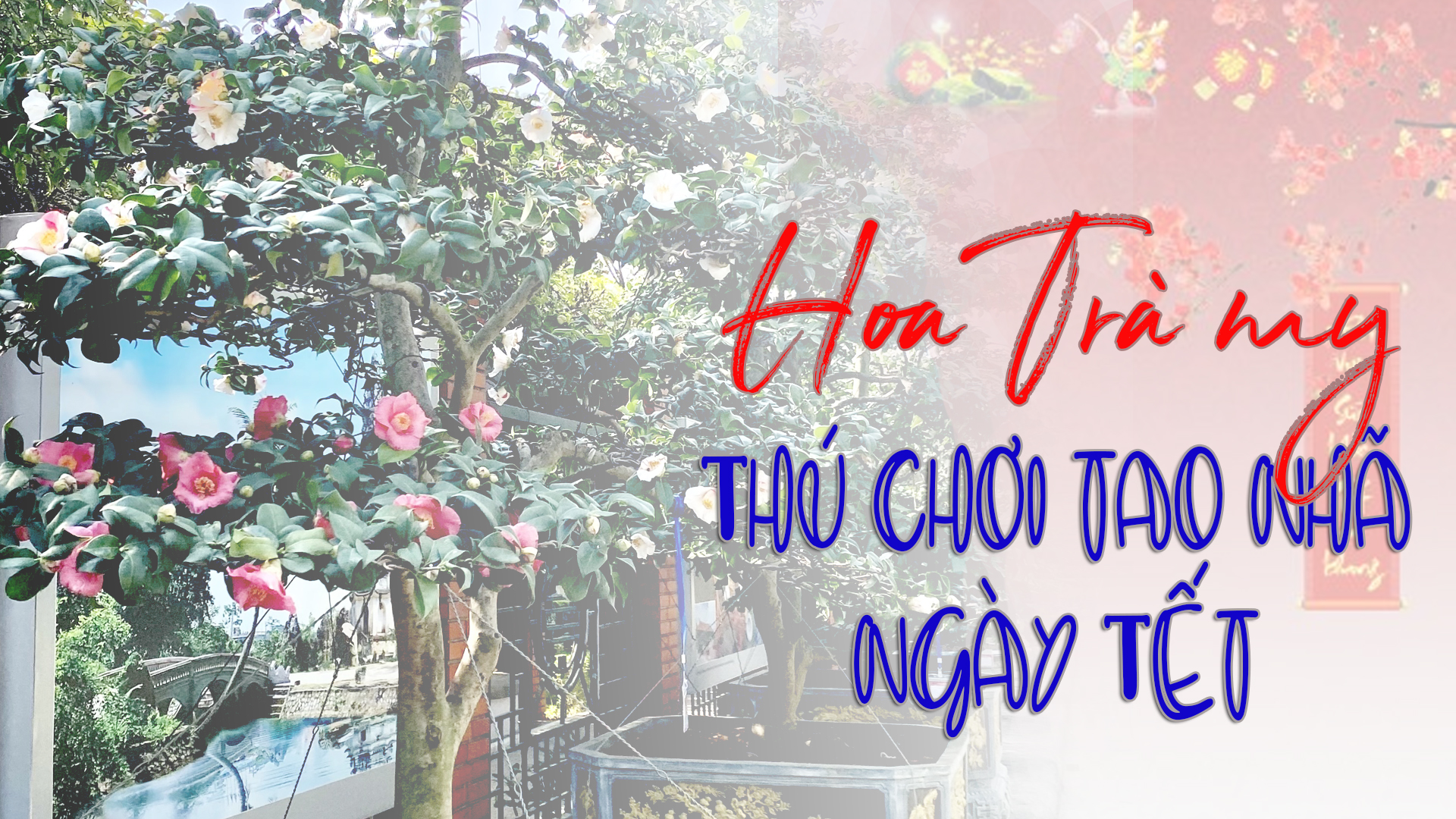 Hoa Trà my - Thú chơi tao nhã ngày Tết