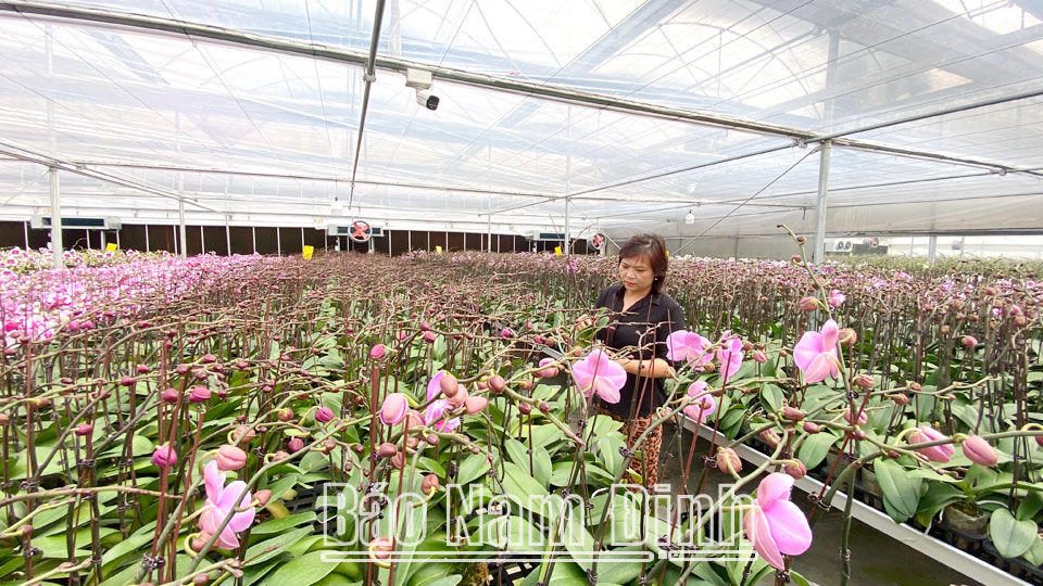 Hiệu quả mô hình trồng hoa công nghệ cao