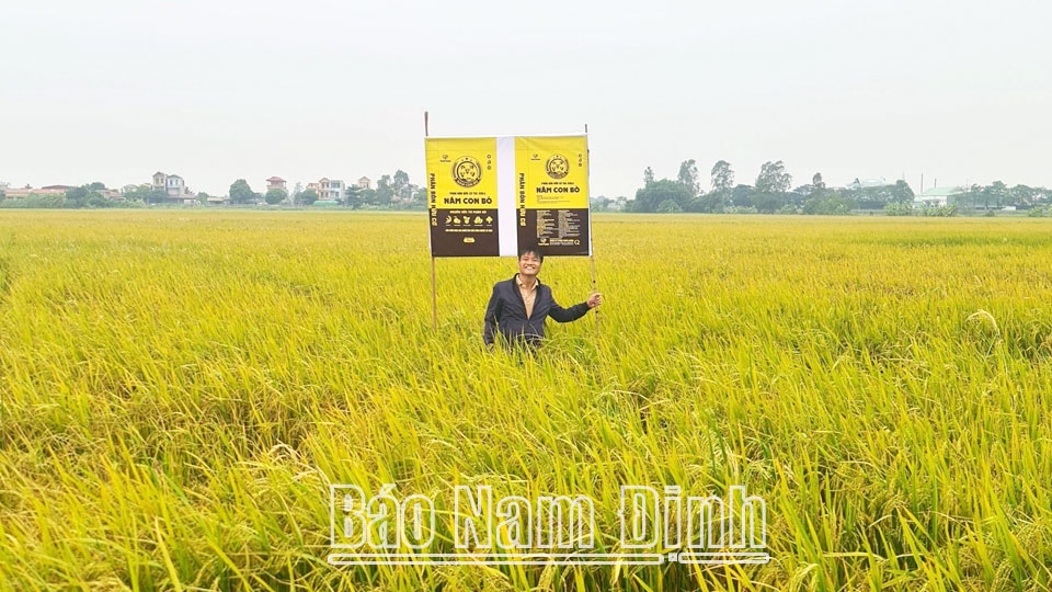 Phát triển chuỗi liên kết sản xuất lúa gạo sử dụng phân hữu cơ