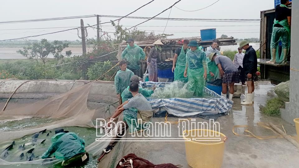 Hiệu quả mô hình chuyển đổi nuôi cá trắm đen tại xã Bạch Long