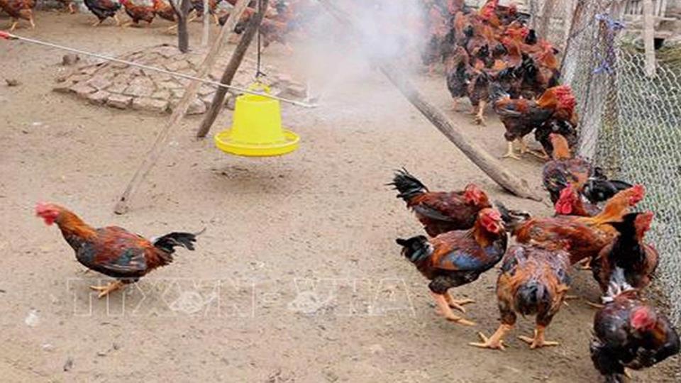 Chủ động ngăn chặn bệnh cúm gia cầm lây nhiễm sang người