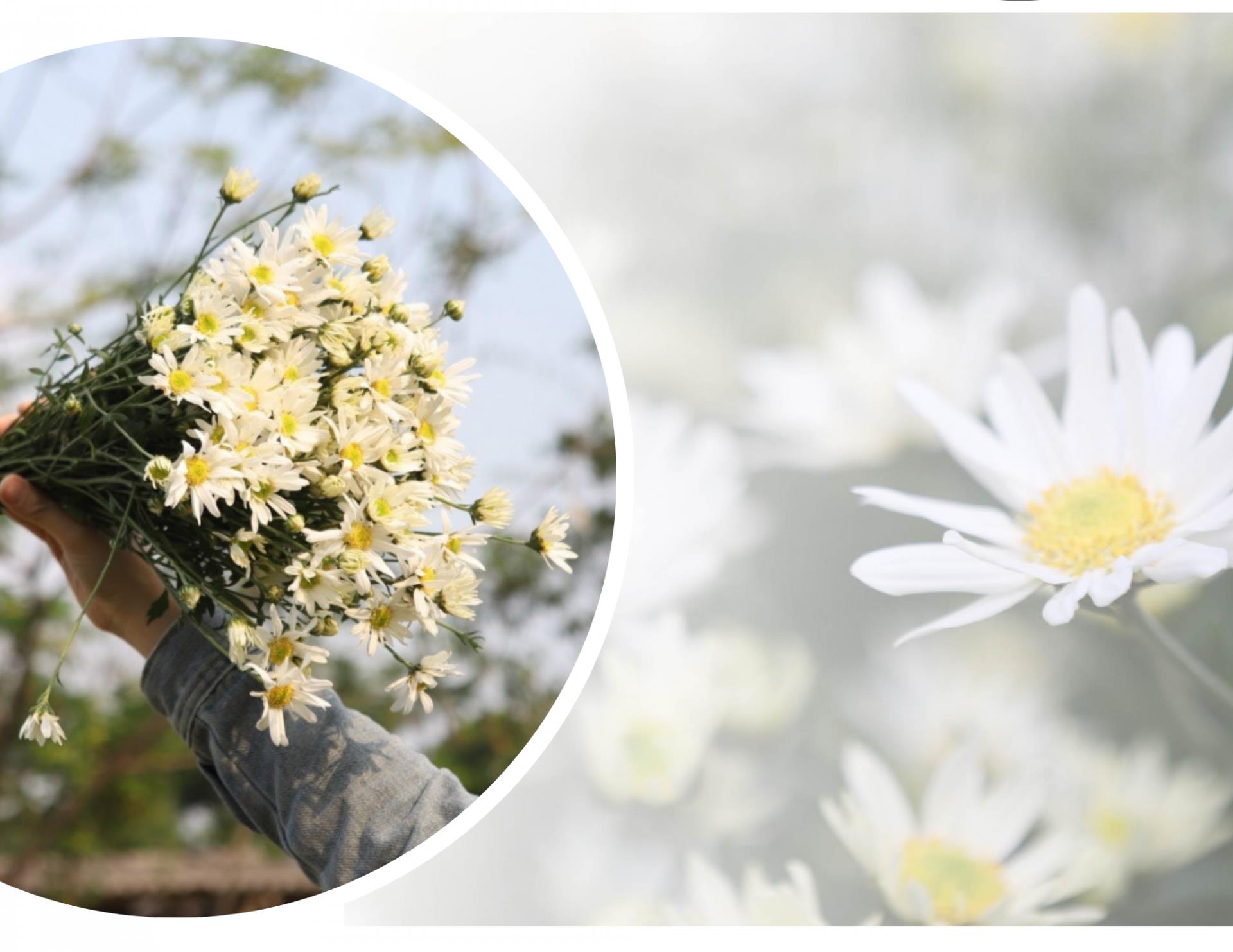 Dịu dàng mùa cúc họa mi