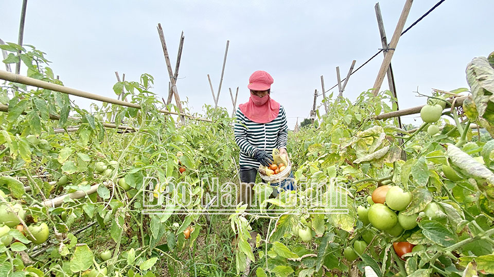 Ứng dụng công nghệ tưới tiên tiếntrong sản xuất vụ đông