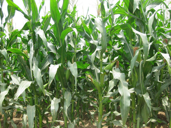 Kỹ thuật gieo trồng và chăm sóc cây ngô