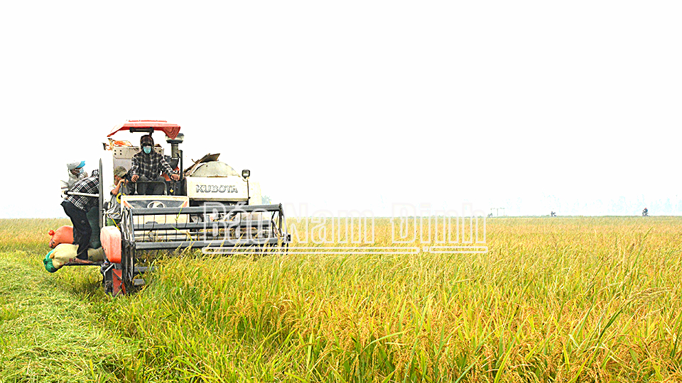 Thông báo chính thức diện tích, năng suất, sản lượng lúa vụ mùa và cả năm 2024