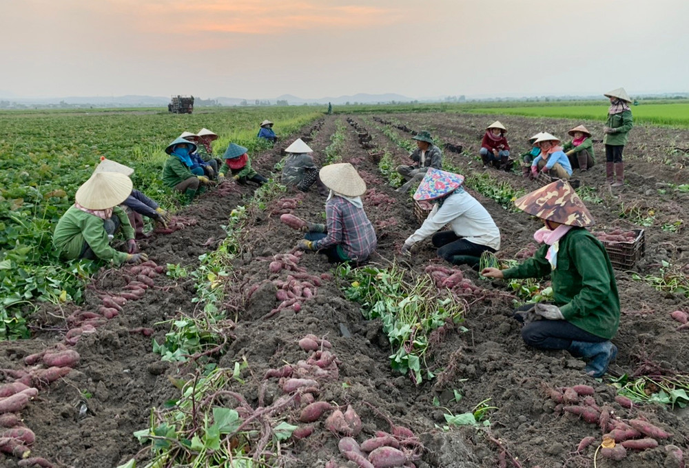 Nỗi nhớtháng mười hai...