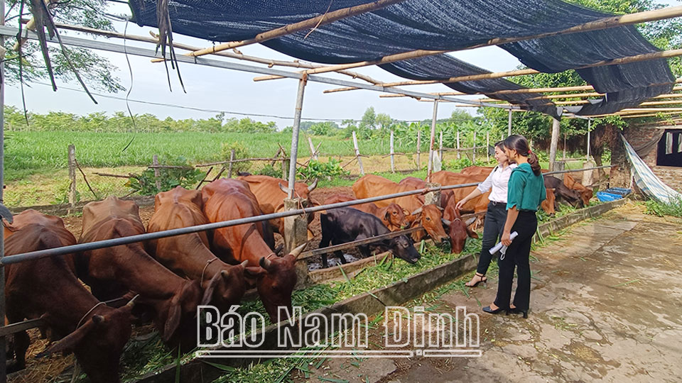 Tăng cường bảo vệ đàn gia súc, gia cầm,đảm bảo nguồn cung thực phẩm dịp cuối năm