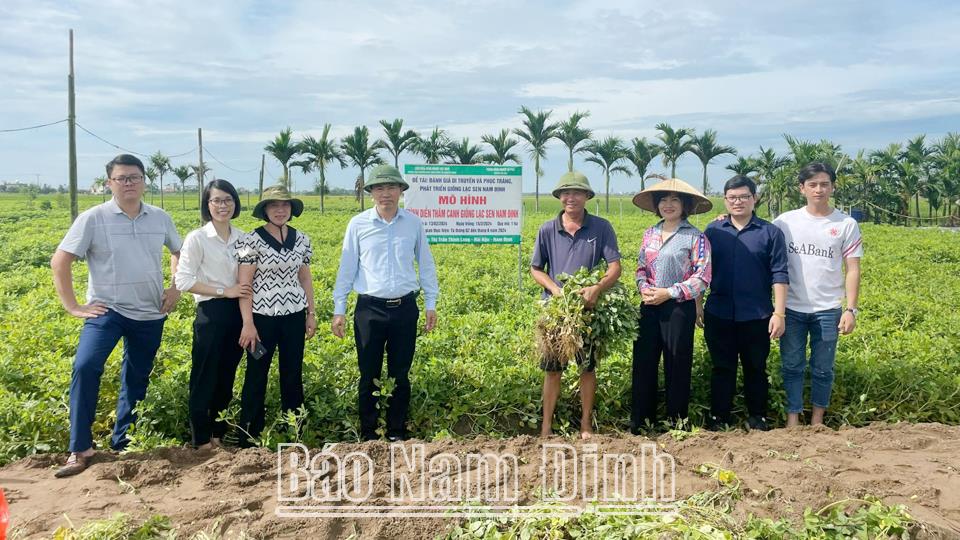 Phục tráng và bảo tồnthành công giống lạc sen bản địa