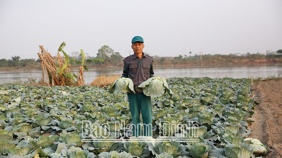 Niềm vui trên những cánh đồng vụ đông sớm