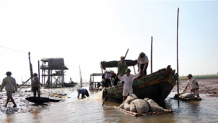 Dưới tán rừng sú vẹt