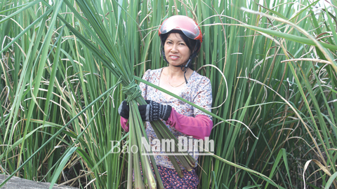 Những vụ niễng bội thu