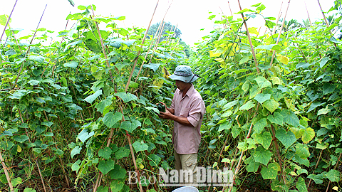 Vụ đông được mùa, được giá