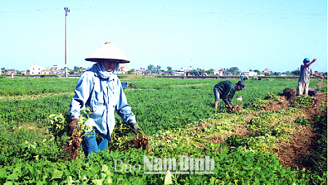 Dự báo thời tiết, thủy văn đêm 29-10-2015 ngày 30-10-2015 tỉnh Nam Định