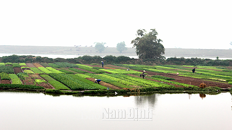 Vùng đất bãi Yên Phương "chuyển mình"