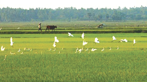 Những cánh cò tuổi thơ