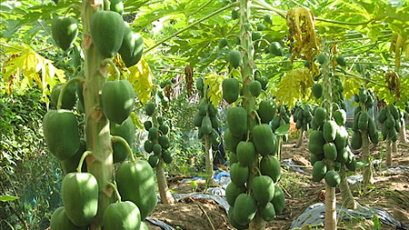 Kỹ thuật trồng cây đu đủ sai quả quanh năm, ít sâu bệnh