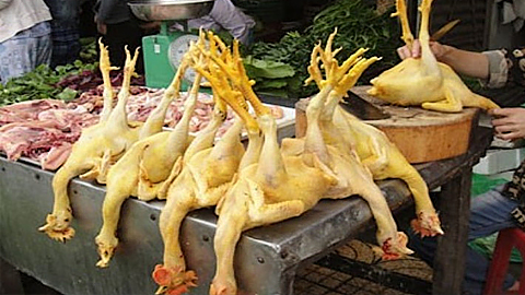 Xử lý nghiêm việc cho chất tạo màu vào thức ăn chăn nuôi