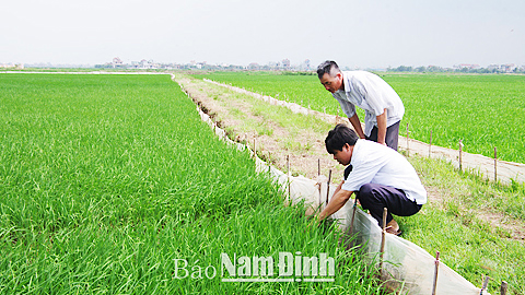 Hiệu quả các hoạt động dịch vụ của Hợp tác xã An Cư