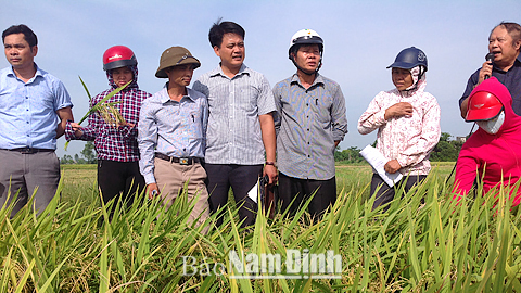 Khuyến nông Vụ Bản tích cực đưa tiến bộ kỹ thuật đến với nông dân