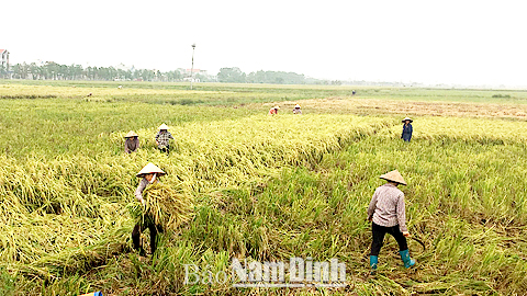 Uỷ ban nhân dân tỉnh triển khai công tác ứng phó với bão số 7 (bão Sarika)
