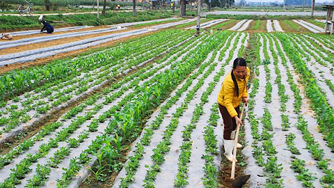 Đẩy nhanh tiến độ sản xuất vụ đông xuân 2017