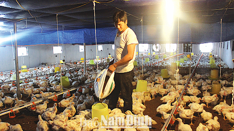 Qua những trang trại gà tiền tỷ