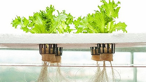 Đức: Trồng cây thủy canh bằng nước thải