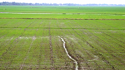 Long An: Phấn đấu sản xuất gần 40 nghìn ha trên cánh đồng lớn