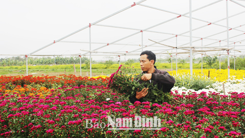 Hiệu quả kinh tế từ vùng chuyển đổi ở xã Hải An