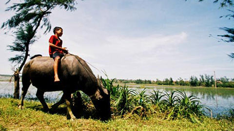 Nồng nàn cỏ mật