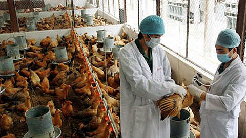 Tăng cường công tác phòng, chống dịch bệnh gia súc, gia cầm năm 2017