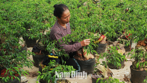 Cựu chiến binh xã Nam Toàn phát huy hiệu quả vốn vay phát triển kinh tế