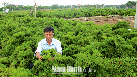 Tăng cường công tác quản lý, phát triển dược liệu