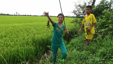 Câu nhái ngày mưa