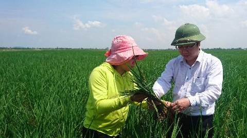 Triển khai kế hoạch phòng, chống bệnh lùn sọc đen hại lúa xuân năm 2018