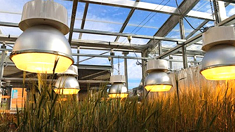 Phương pháp giúp cây sinh trưởng 'thần tốc'