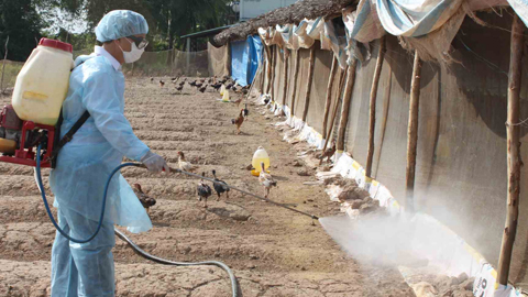 Tăng cường phòng, chống cúm gia cầm trong dịp Tết Nguyên đán và thực hiện tháng vệ sinh tiêu độc khử trùng đợt 1 năm 2018