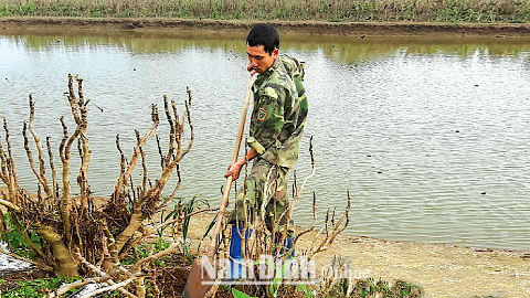 Những triệu phú đinh lăng ở Nghĩa Hưng