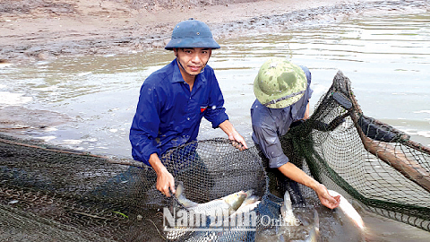 Làm giàu trên mảnh đất quê hương