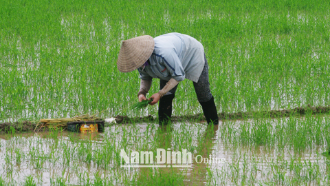 Nâng cao hiệu quả công tác tư vấn, hỗ trợ kinh tế hợp tác, hợp tác xã