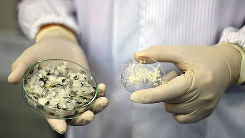 Phát hiện công dụng chữa lành vết thương của collagen trong vảy cá