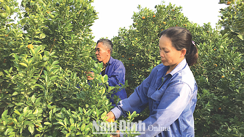 Làm giàu từ trồng quất dược liệu