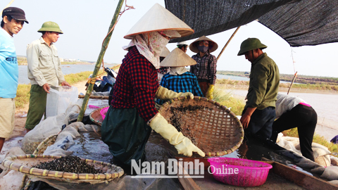 Đẩy mạnh phát triển sản xuất giống nhuyễn thể