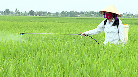 UBND tỉnh chỉ đạo công tác khắc phục sau mưa và phòng chống bệnh lùn sọc đen vụ mùa 2018