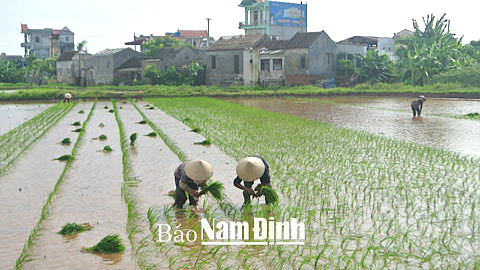Tập trung chăm sóc, bảo vệ lúa mùa