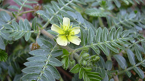 Nữ tiến sĩ Việt tách chất tăng cường sinh lực từ cây thuốc