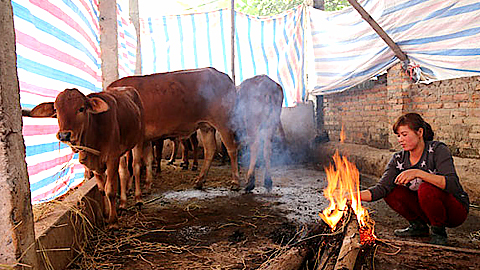 Chủ động phòng chống rét cho trâu, bò