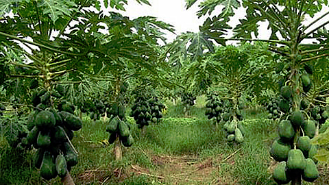 Cách trồng đu đủ cho nhiều quả