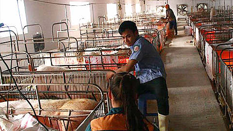 Kỹ thuật nuôi dưỡng lợn nái chờ phối và lợn nái chửa