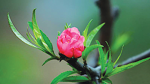 Dự báo thời tiết, thủy văn chiều và đêm 7-2-2019 trên địa bàn tỉnh Nam Định